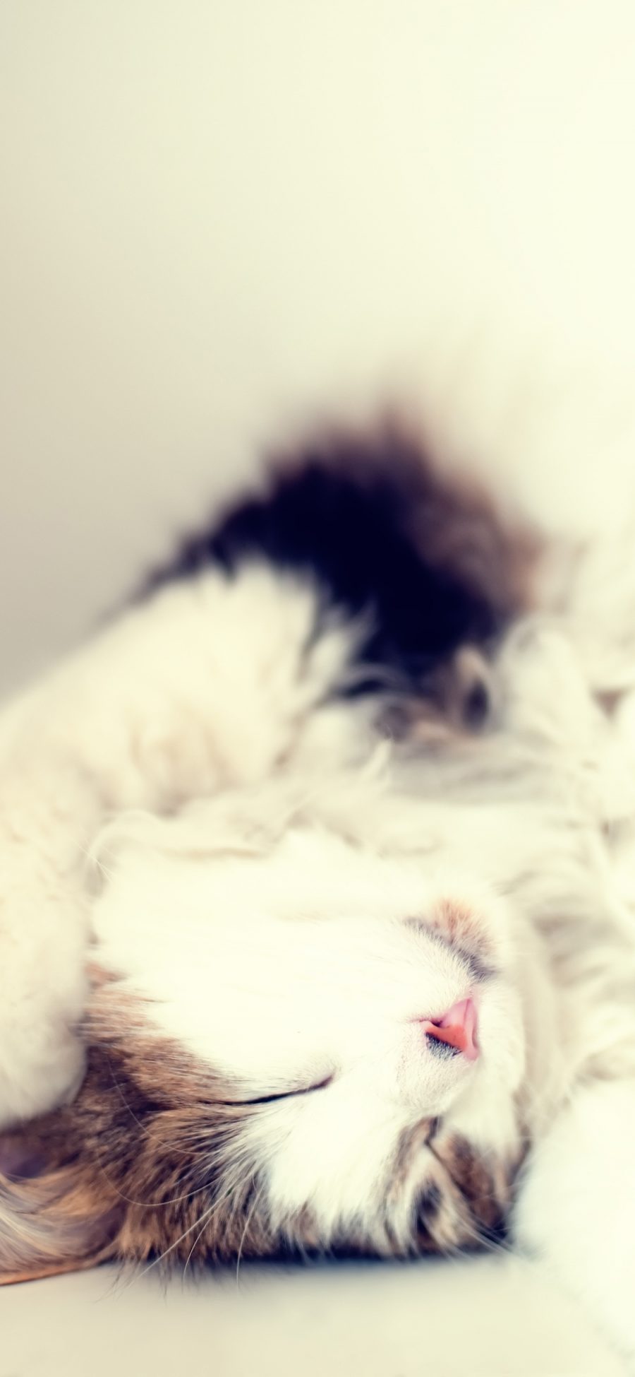 [2436×1125]猫咪 宠物 可爱 水面 睡眠 苹果手机壁纸图片