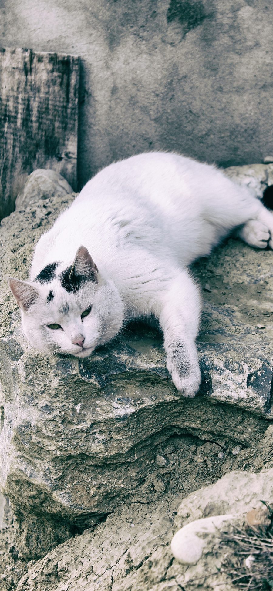 [2436×1125]猫咪 宠物 可爱 石壁 苹果手机壁纸图片