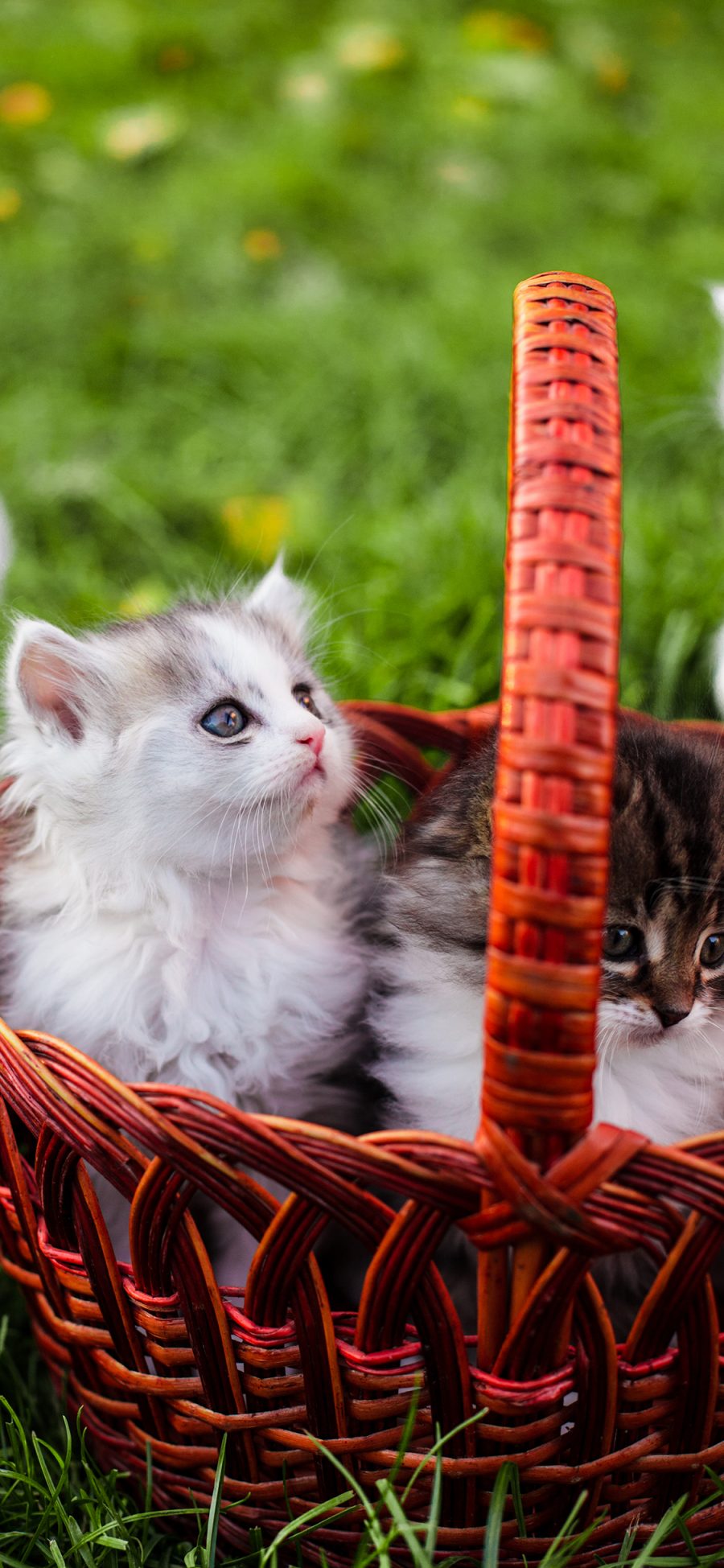 [2436×1125]猫咪 宠物 可爱 草坪 竹篮 苹果手机壁纸图片