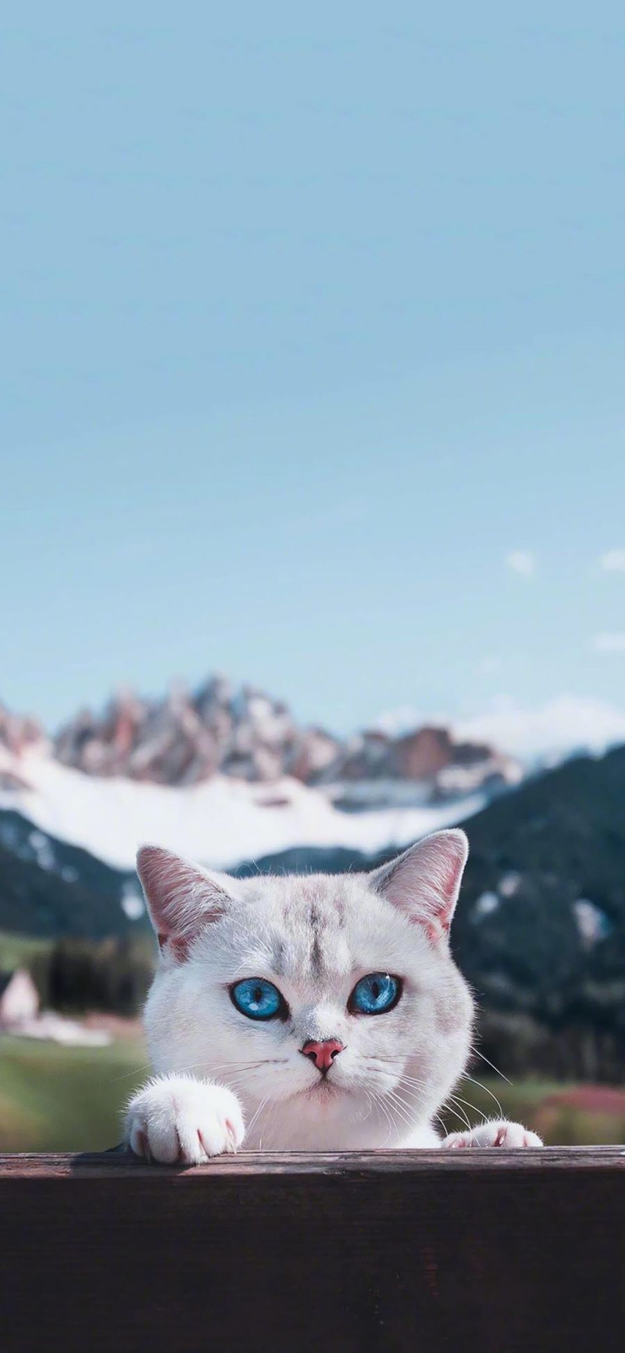 [2436×1125]猫咪 宠物 可爱 饲养 苹果手机壁纸图片