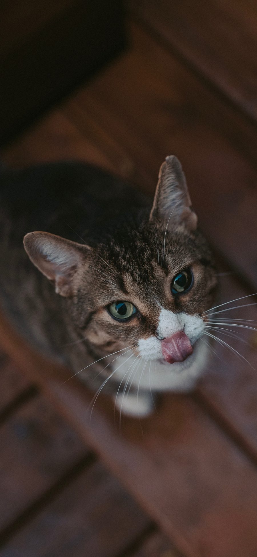 [2436×1125]猫咪 宠物 吐舌 花猫 苹果手机壁纸图片