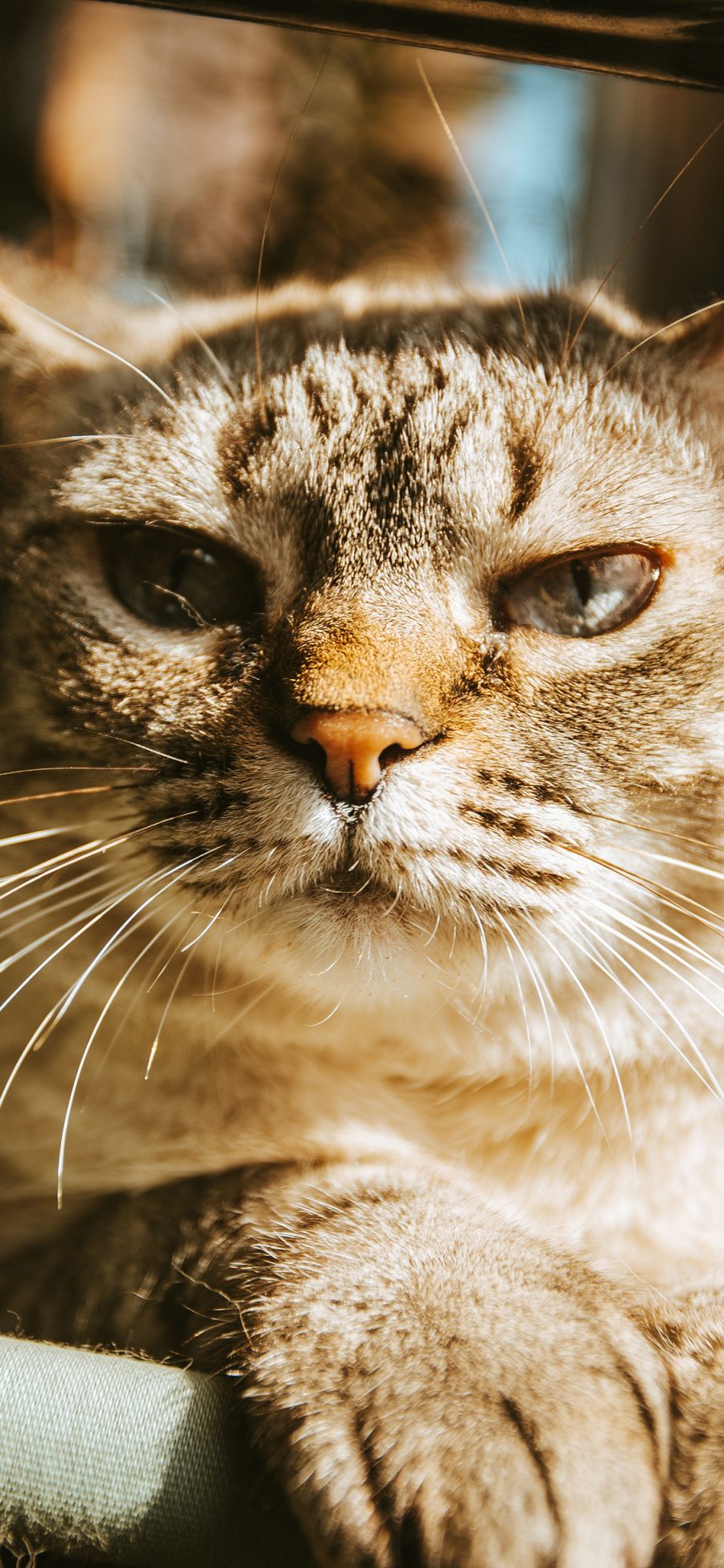 [2436×1125]猫咪 宠物 呆滞 猫须 苹果手机壁纸图片