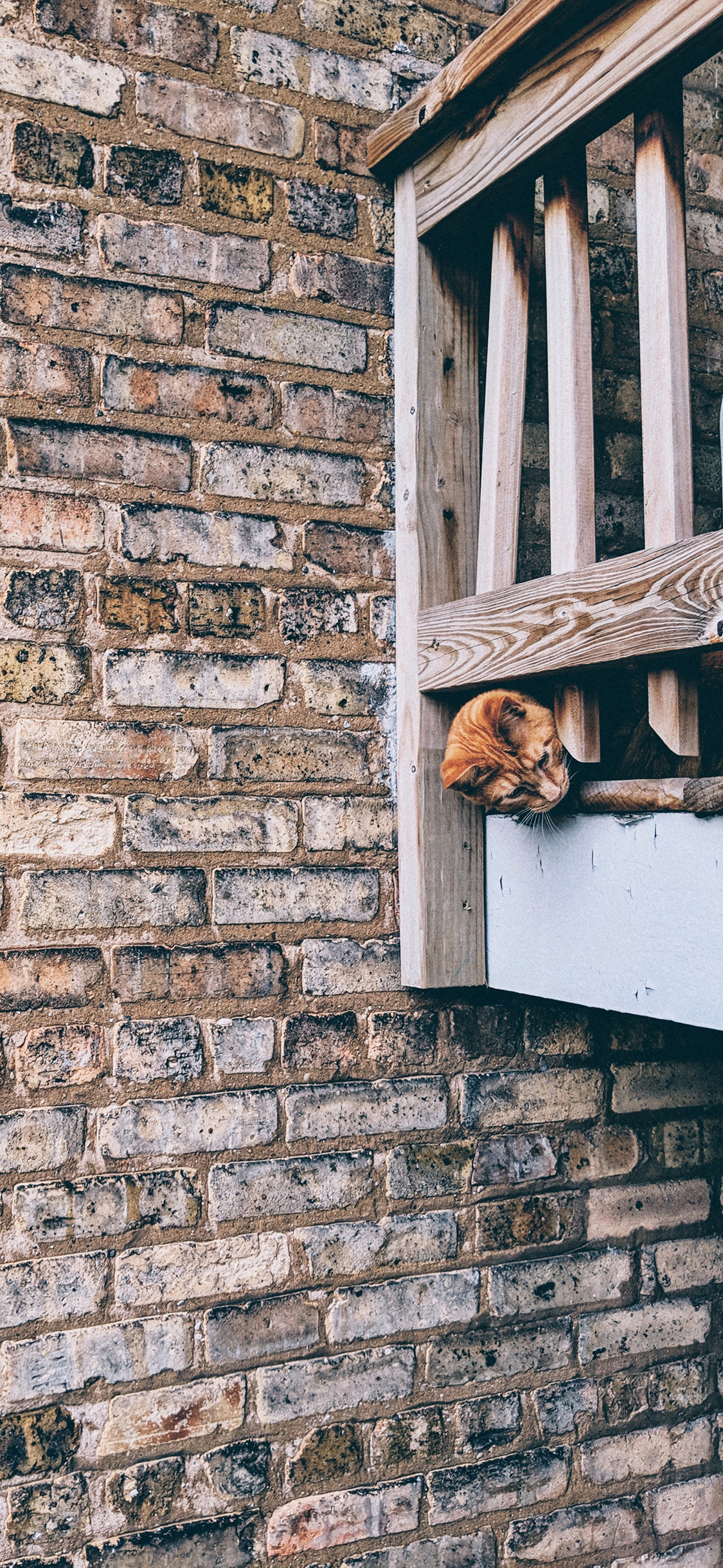 [2436×1125]猫咪 宠物 墙壁 栏杆 苹果手机壁纸图片