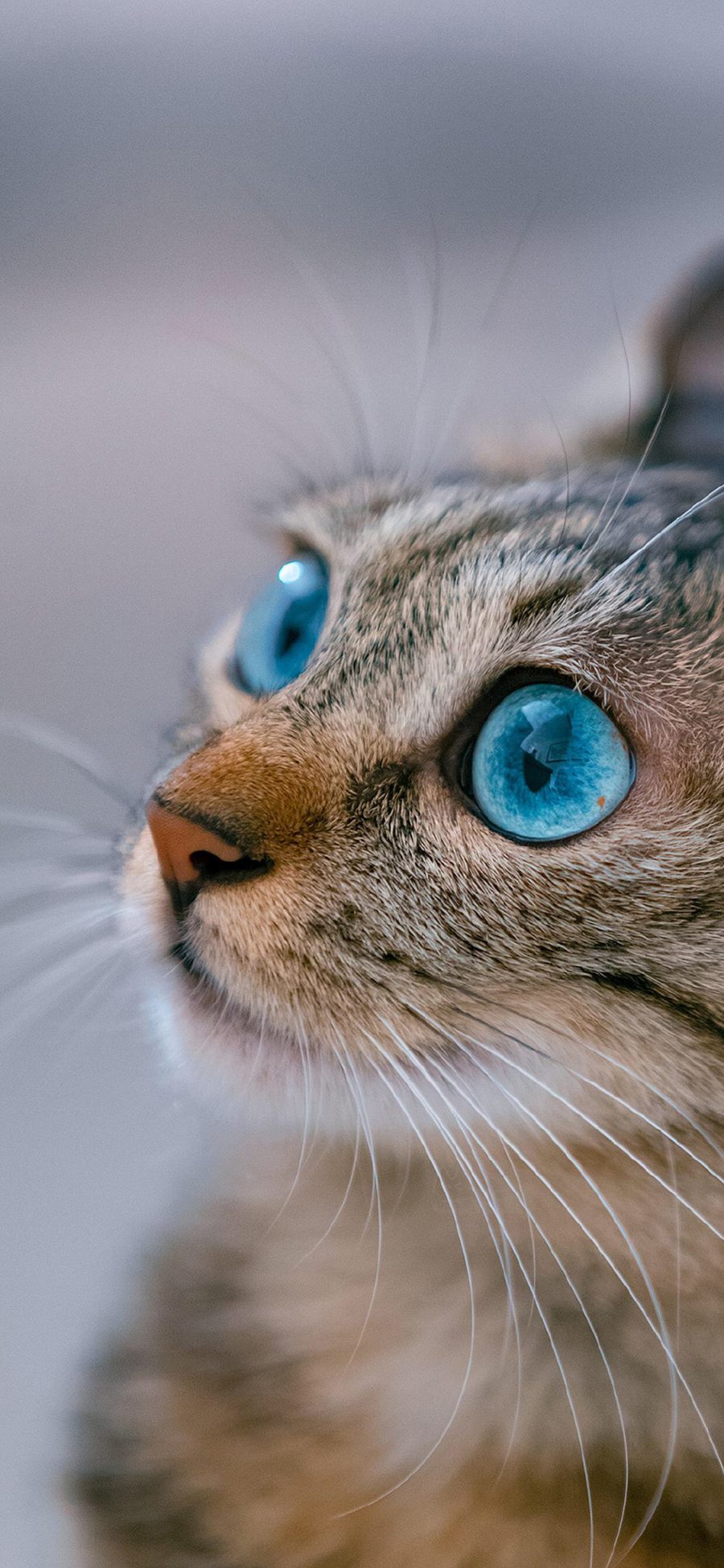 [2436×1125]猫咪 宠物 天空 眼镜 猫须 苹果手机壁纸图片
