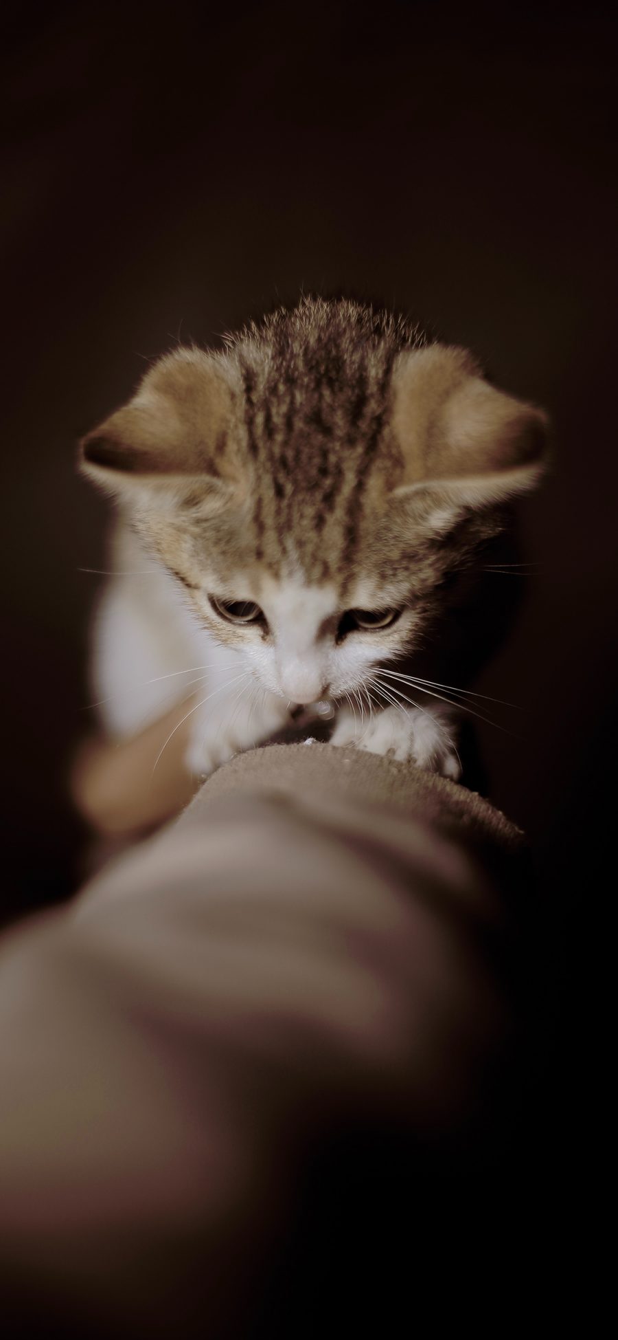 [2436×1125]猫咪 宠物 小猫 橘猫 苹果手机壁纸图片
