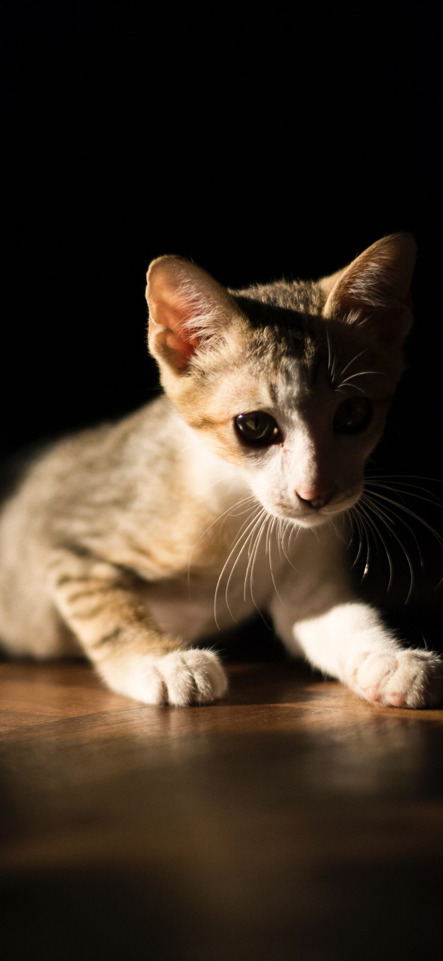 [2436×1125]猫咪 宠物 幼仔 苹果手机壁纸图片