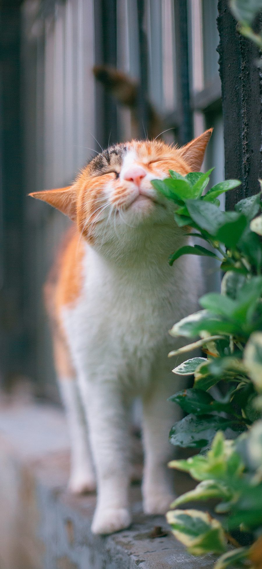 [2436×1125]猫咪 宠物 枝叶 花猫 苹果手机壁纸图片