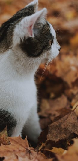 [2436x1125]猫咪 宠物 枯叶 落叶 苹果手机壁纸图片