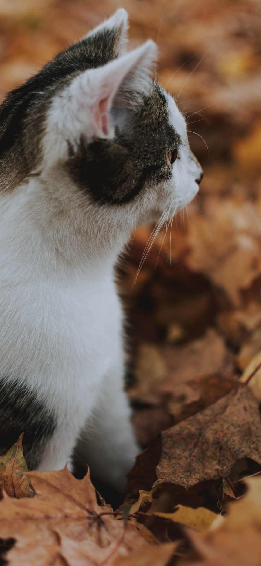 [2436×1125]猫咪 宠物 枯叶 落叶 苹果手机壁纸图片
