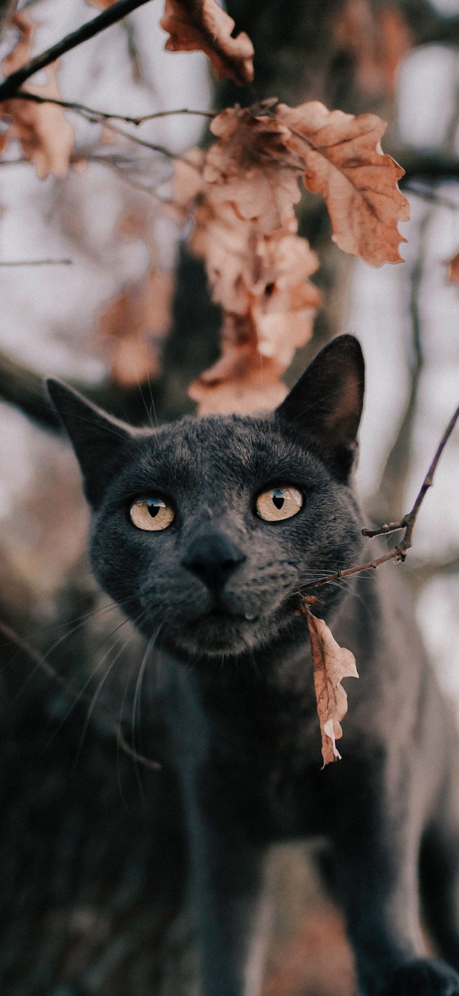 [2436×1125]猫咪 宠物 枯黄 树叶 黑猫 苹果手机壁纸图片