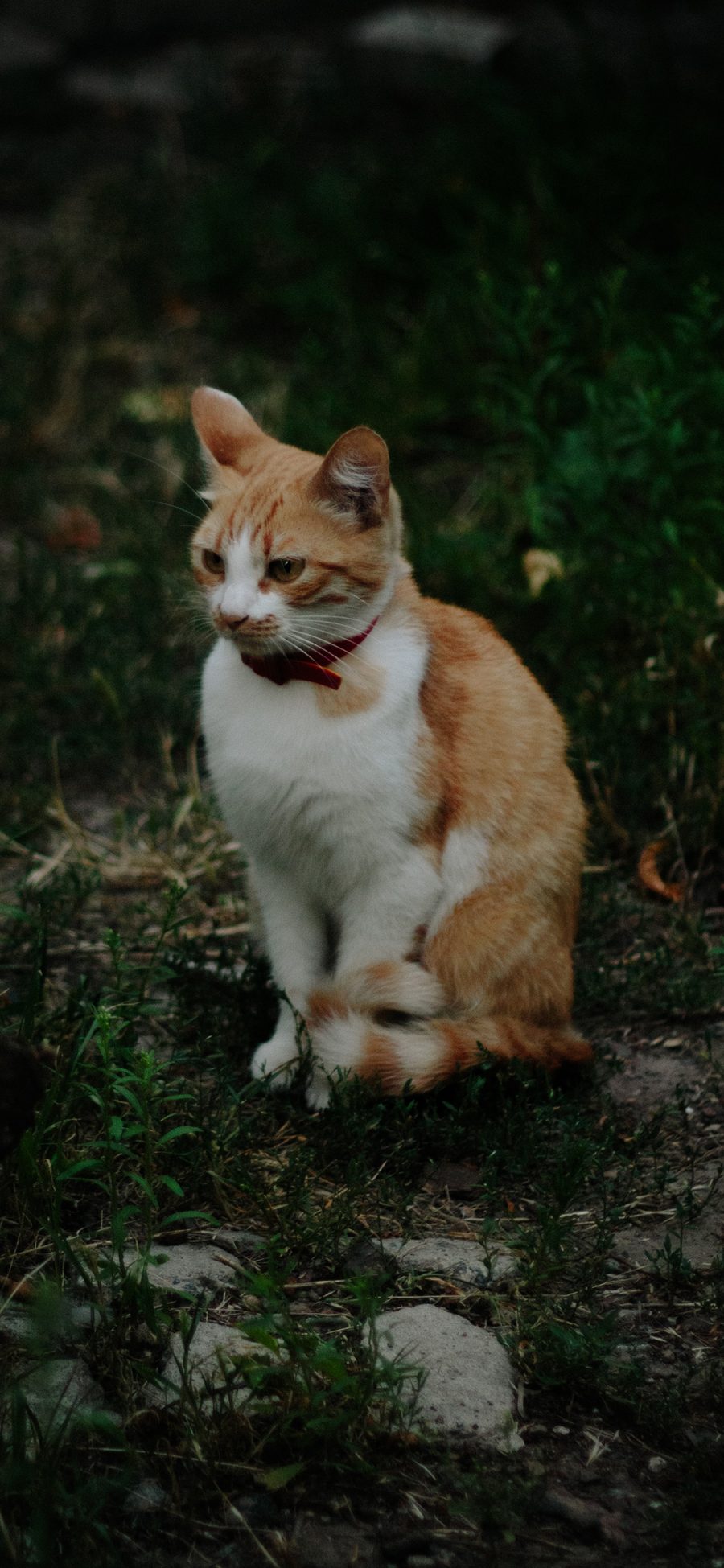 [2436×1125]猫咪 宠物 橘猫 乖巧 苹果手机壁纸图片