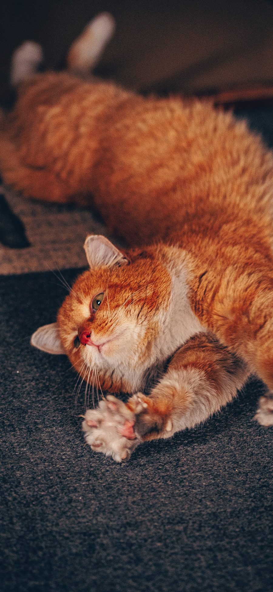 [2436×1125]猫咪 宠物 橘猫 伸腰 苹果手机壁纸图片