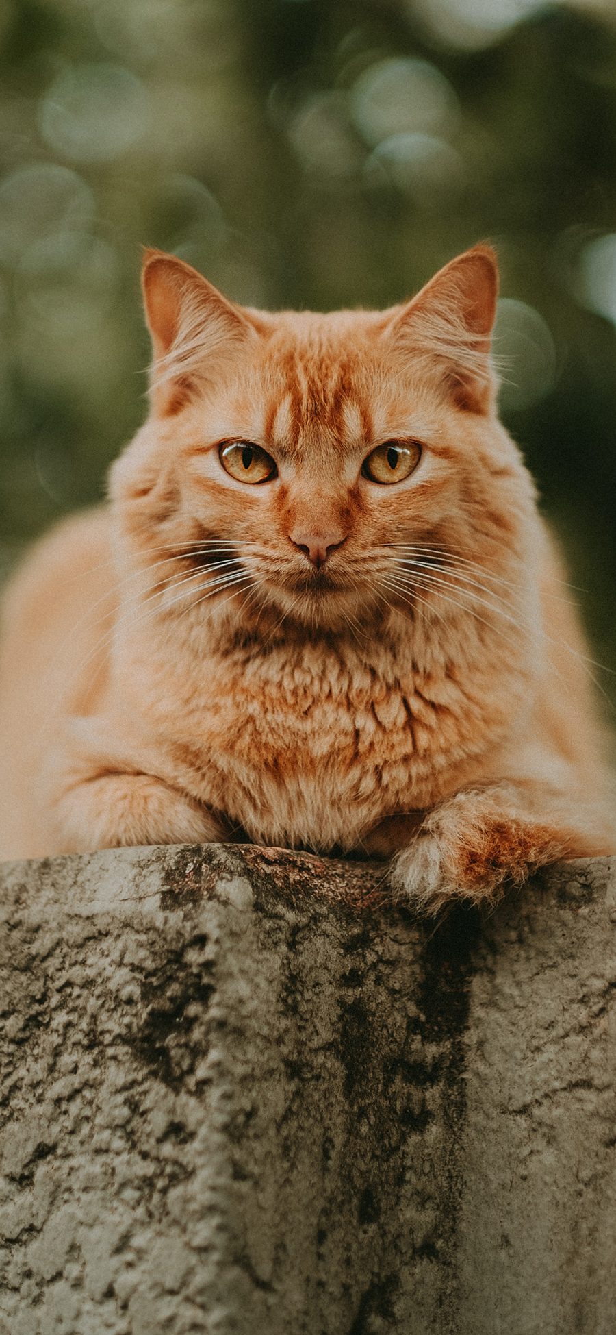 [2436×1125]猫咪 宠物 橘猫 台阶 苹果手机壁纸图片