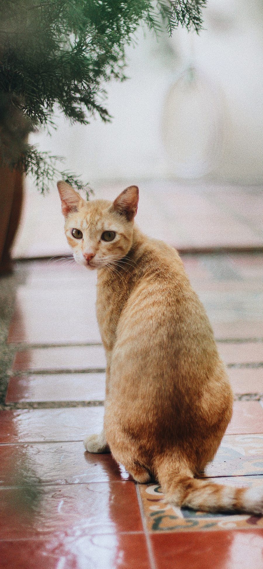 [2436×1125]猫咪 宠物 橘猫 回头 颗粒 苹果手机壁纸图片