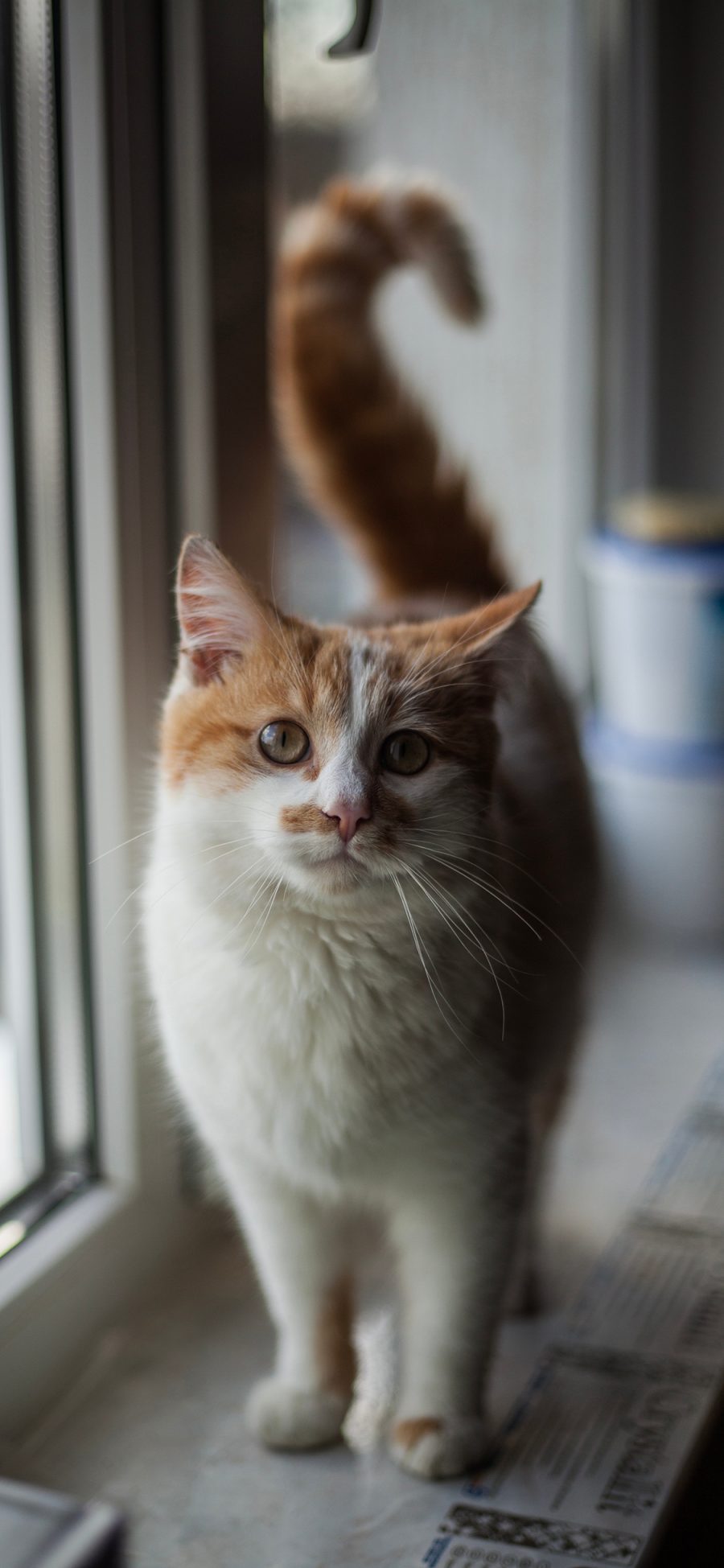 [2436×1125]猫咪 宠物 橘猫 尾巴 苹果手机壁纸图片