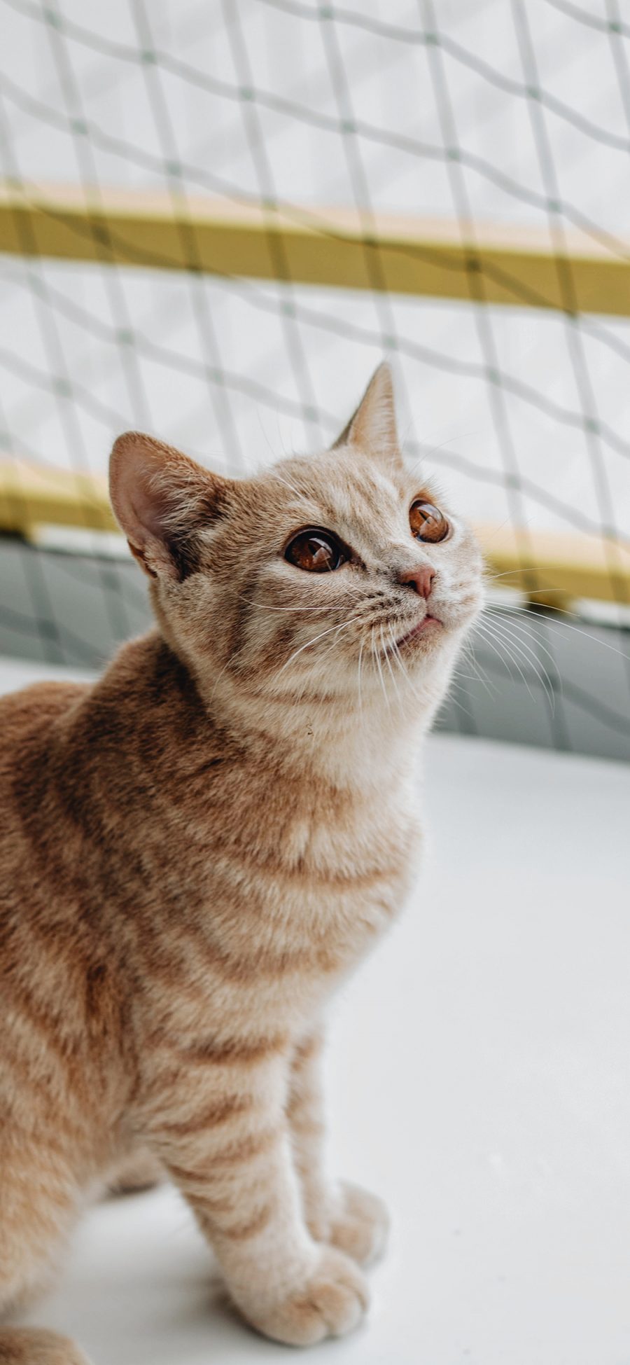 [2436×1125]猫咪 宠物 橘猫 皮毛 渐层 苹果手机壁纸图片