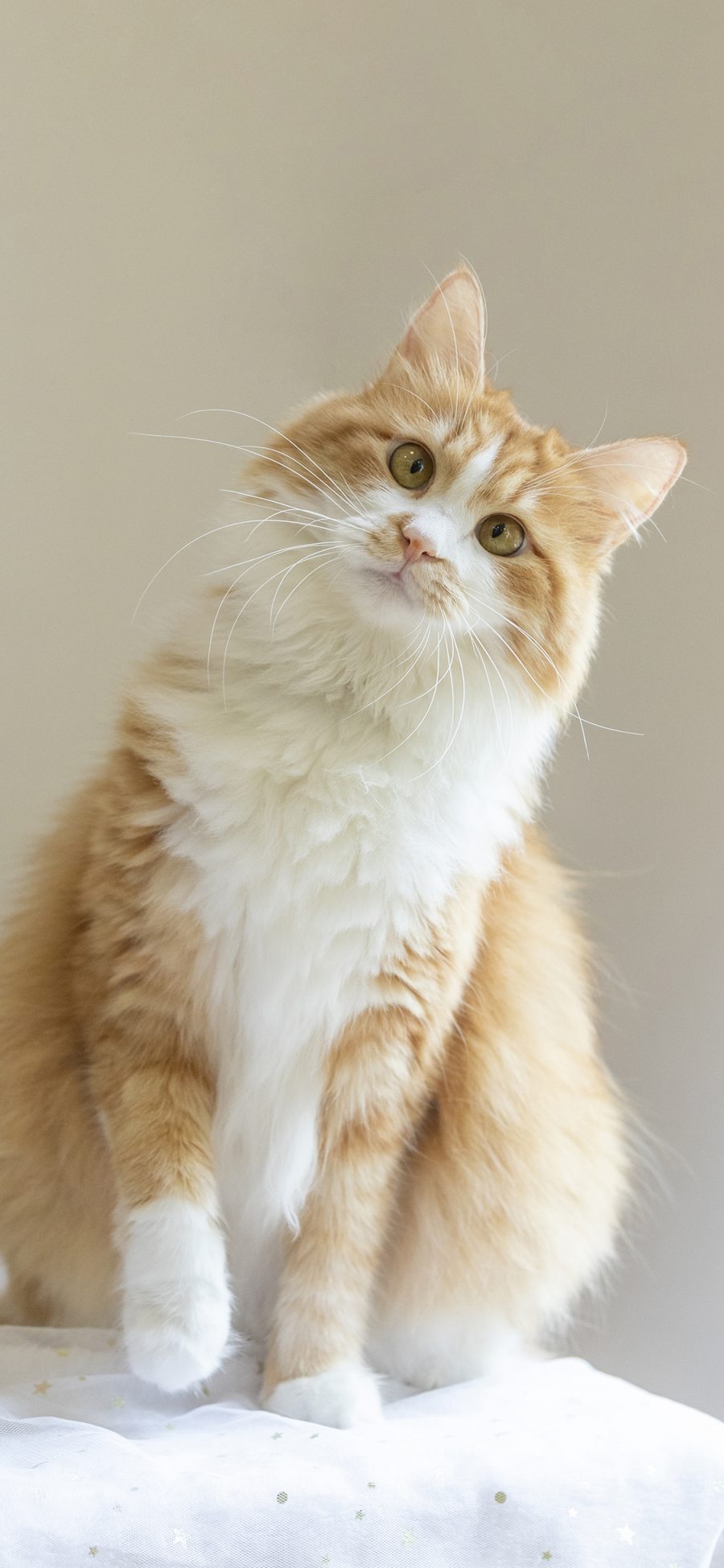 [2436×1125]猫咪 宠物 橘猫 肥猫 苹果手机壁纸图片