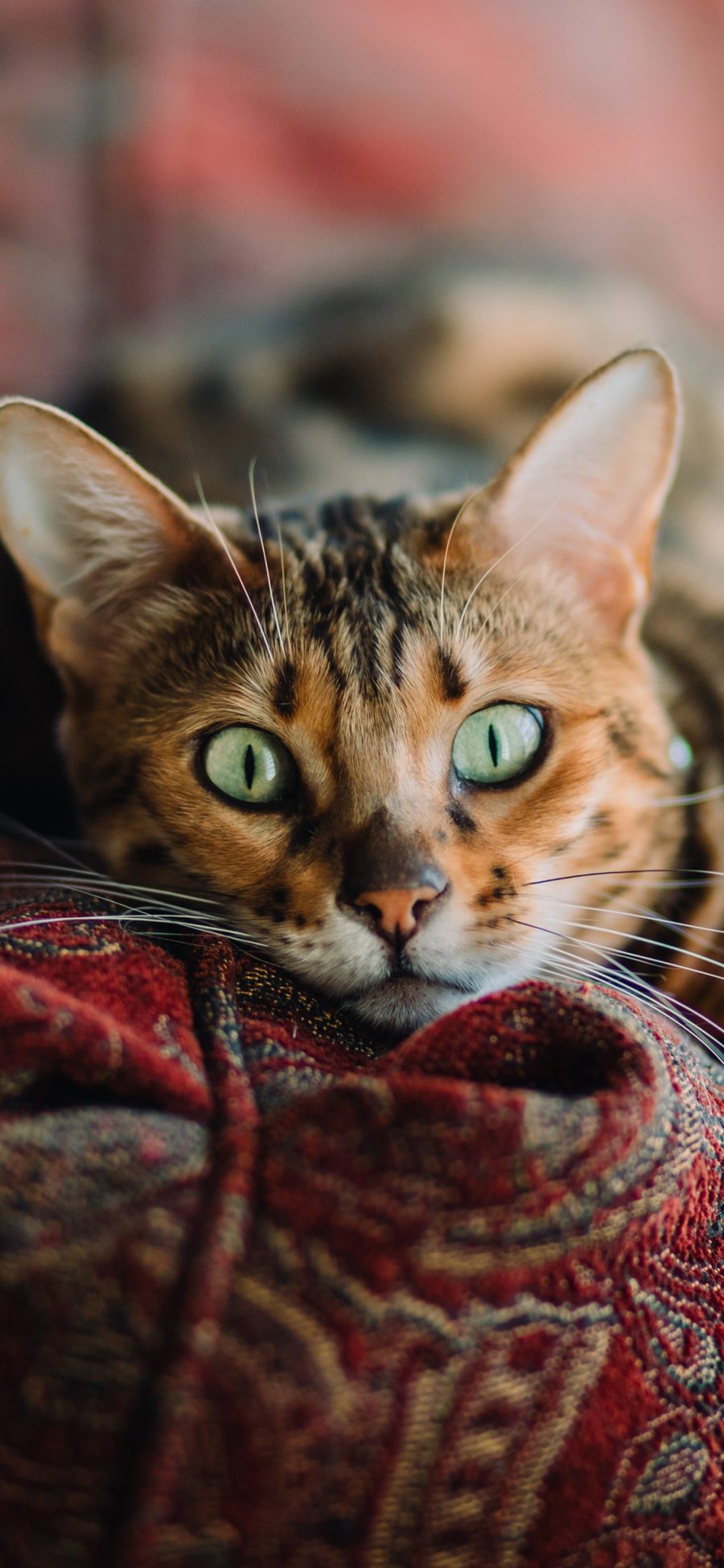 [2436×1125]猫咪 宠物 沙发 孟加拉 苹果手机壁纸图片