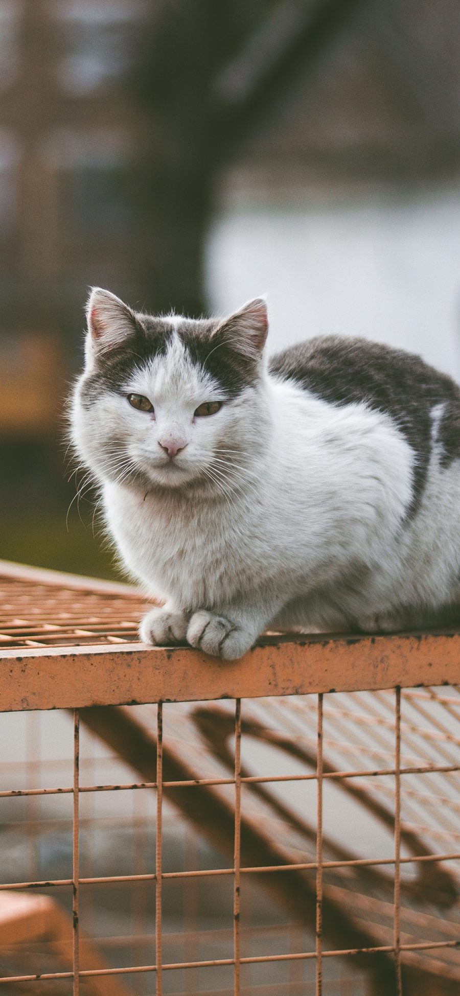 [2436×1125]猫咪 宠物 注视 苹果手机壁纸图片