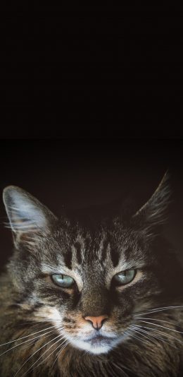 [2436x1125]猫咪 宠物 灰猫 眼神 苹果手机壁纸图片