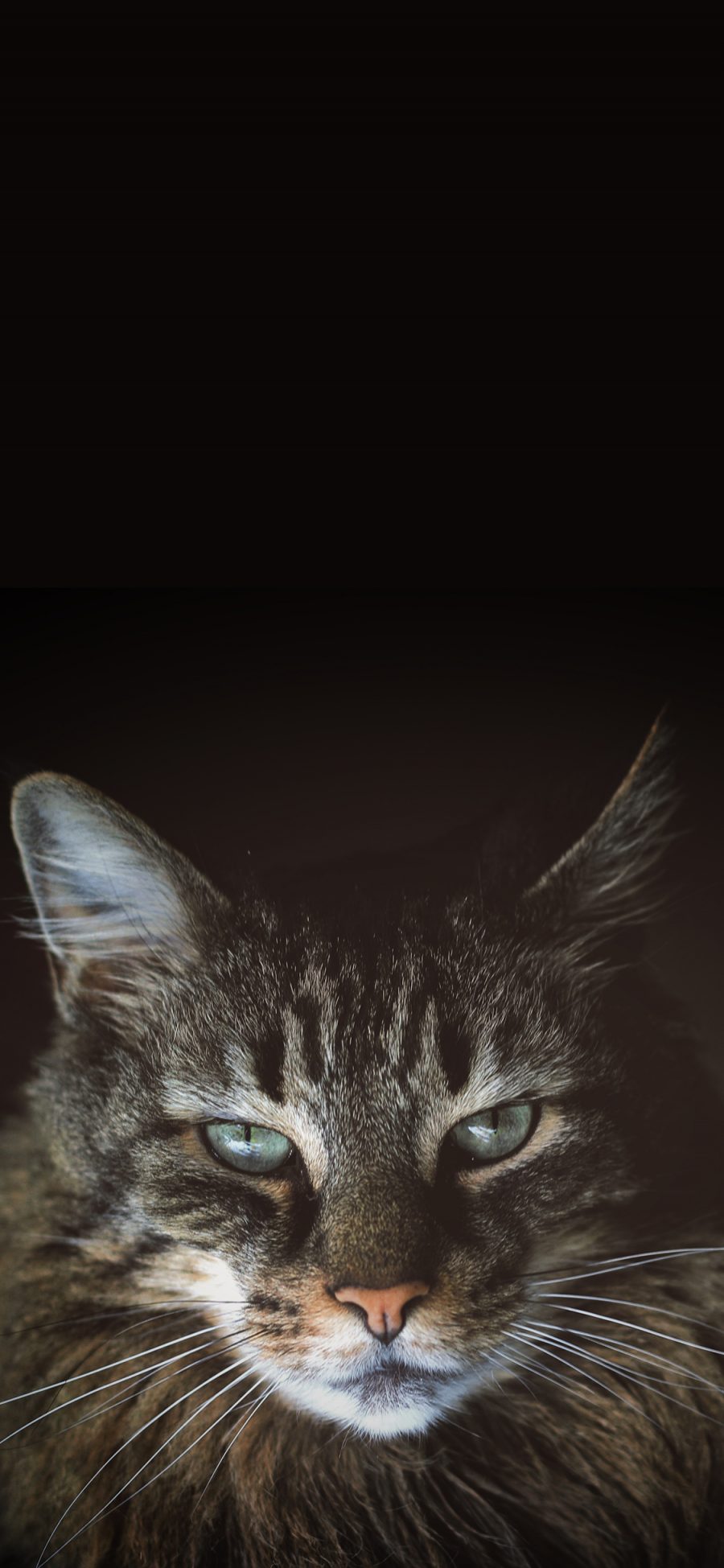 [2436×1125]猫咪 宠物 灰猫 眼神 苹果手机壁纸图片