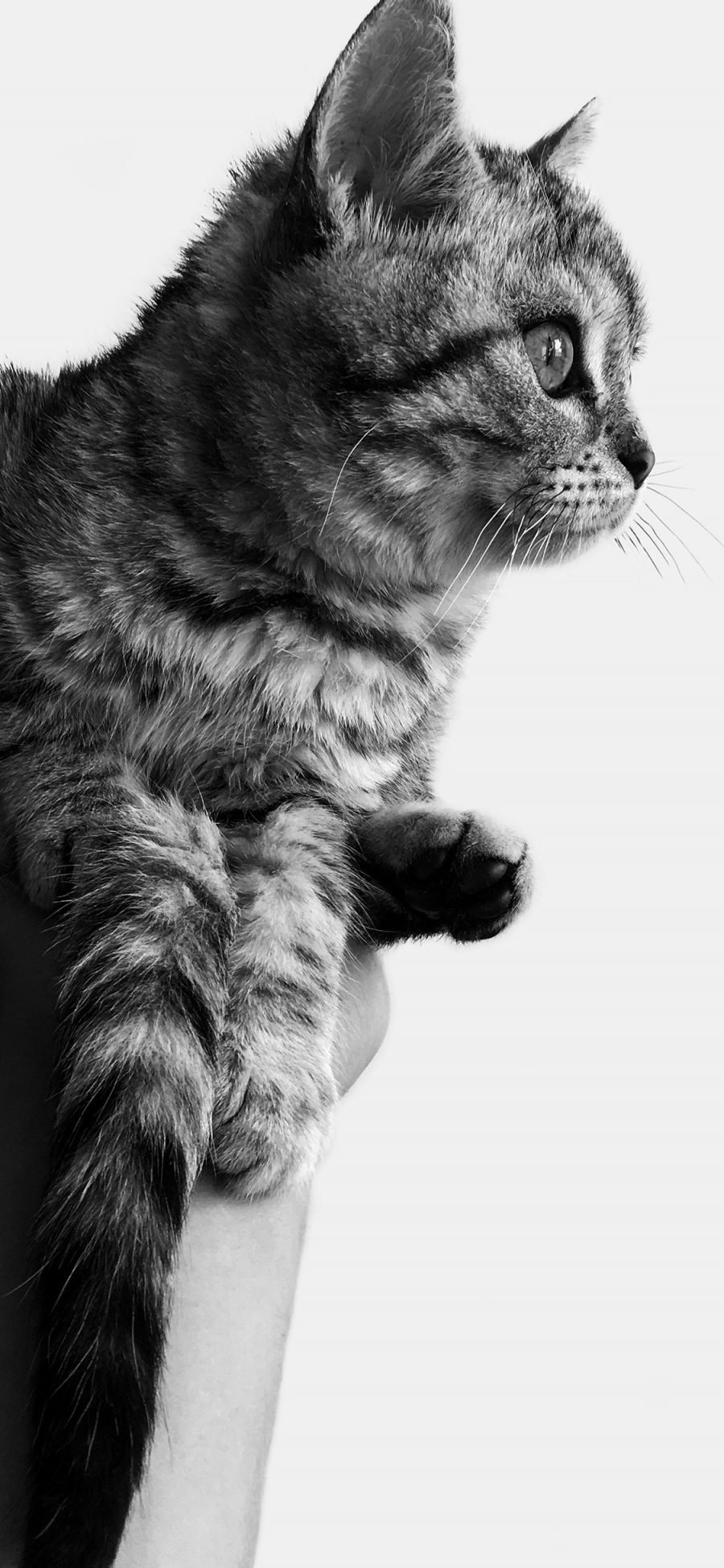[2436×1125]猫咪 宠物 灰白 可爱 苹果手机壁纸图片