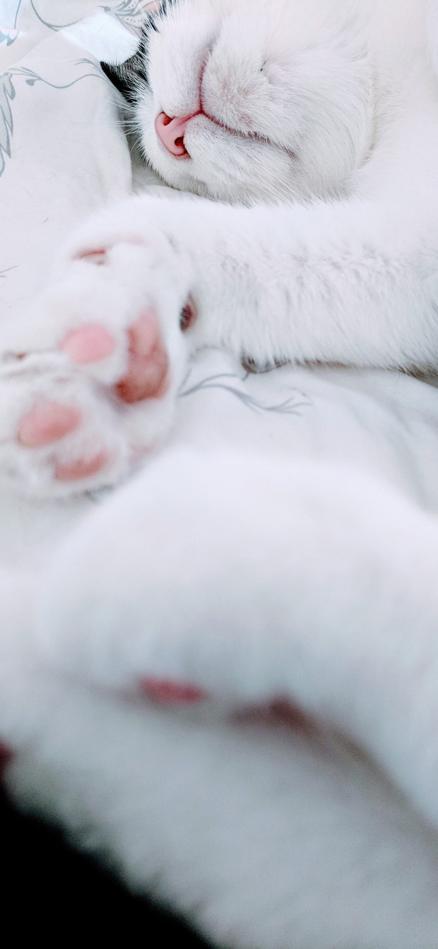 [2436×1125]猫咪 宠物 猫掌 睡眠 苹果手机壁纸图片