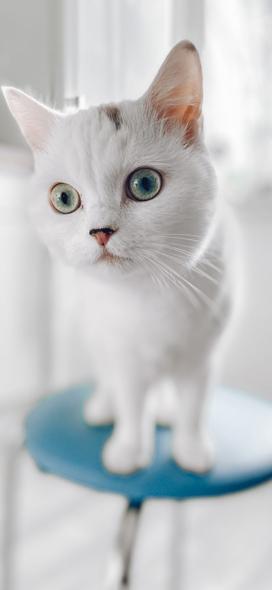 [2436×1125]猫咪 宠物 白猫 椅子 苹果手机壁纸图片