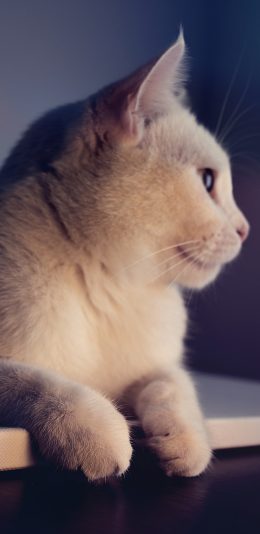 [2436x1125]猫咪 宠物 白猫 皮毛 喵星人 苹果手机壁纸图片