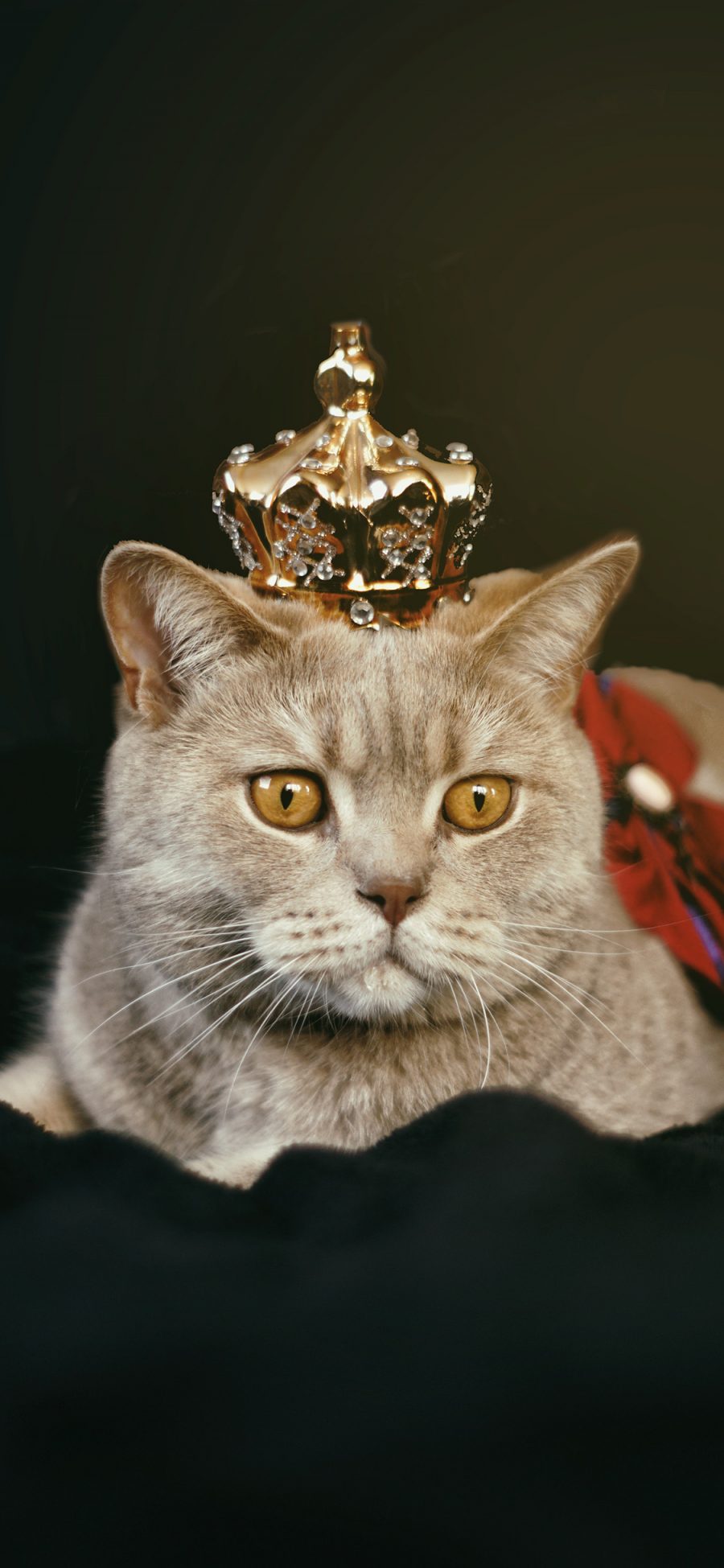 [2436×1125]猫咪 宠物 皇冠 服饰 苹果手机壁纸图片