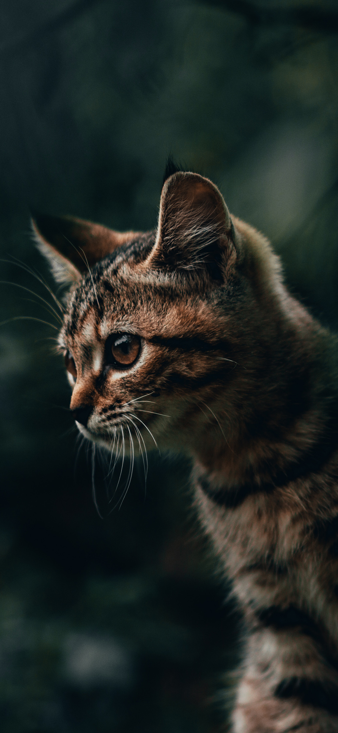 [2436×1125]猫咪 宠物 皮毛 苹果手机壁纸图片