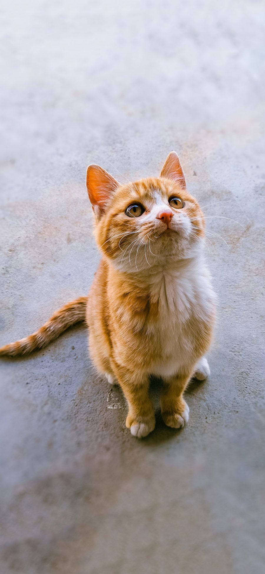 [2436×1125]猫咪 宠物 皮毛  橘猫 苹果手机壁纸图片