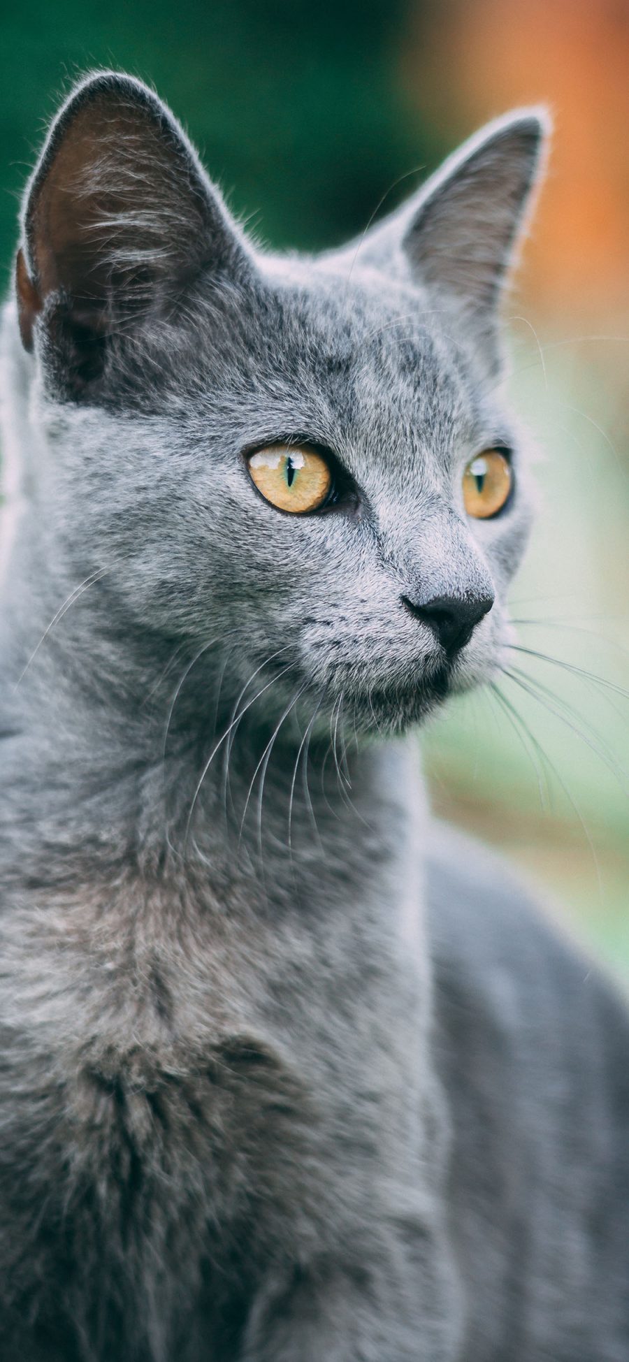 [2436×1125]猫咪 宠物 皮毛 灰猫 苹果手机壁纸图片