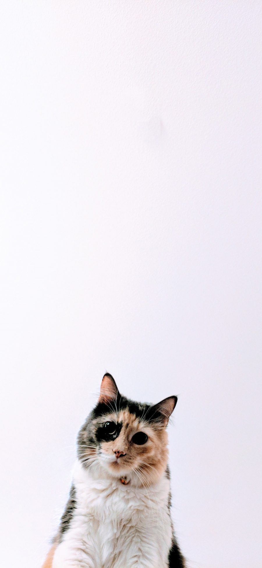 [2436×1125]猫咪 宠物 皮毛 花色 苹果手机壁纸图片
