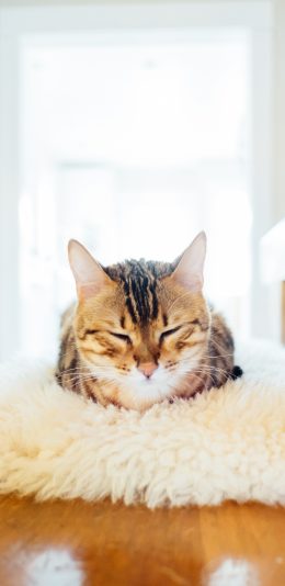 [2436x1125]猫咪 宠物 眯眼 地毯 苹果手机壁纸图片