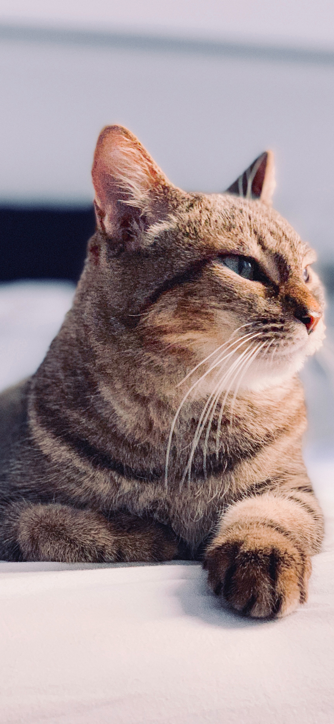 [2436×1125]猫咪 宠物 眯眼 猫须 苹果手机壁纸图片