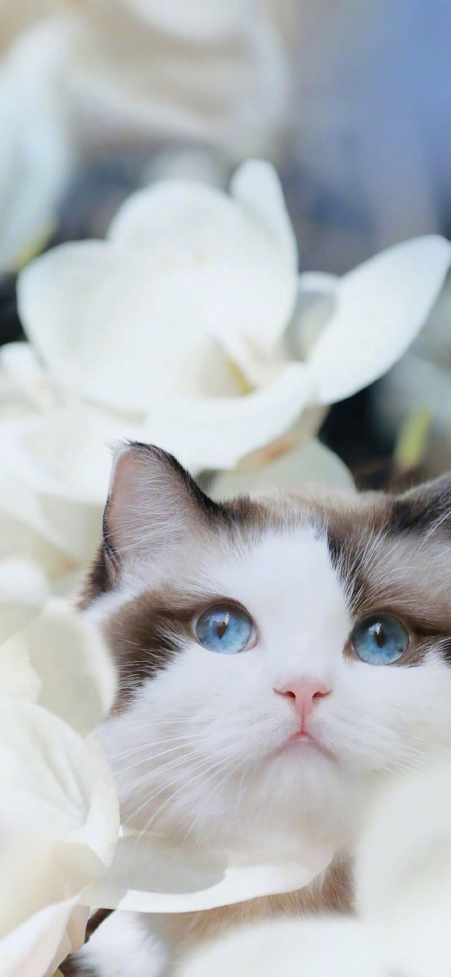 [2436×1125]猫咪 宠物 瞳孔 唯美 苹果手机壁纸图片