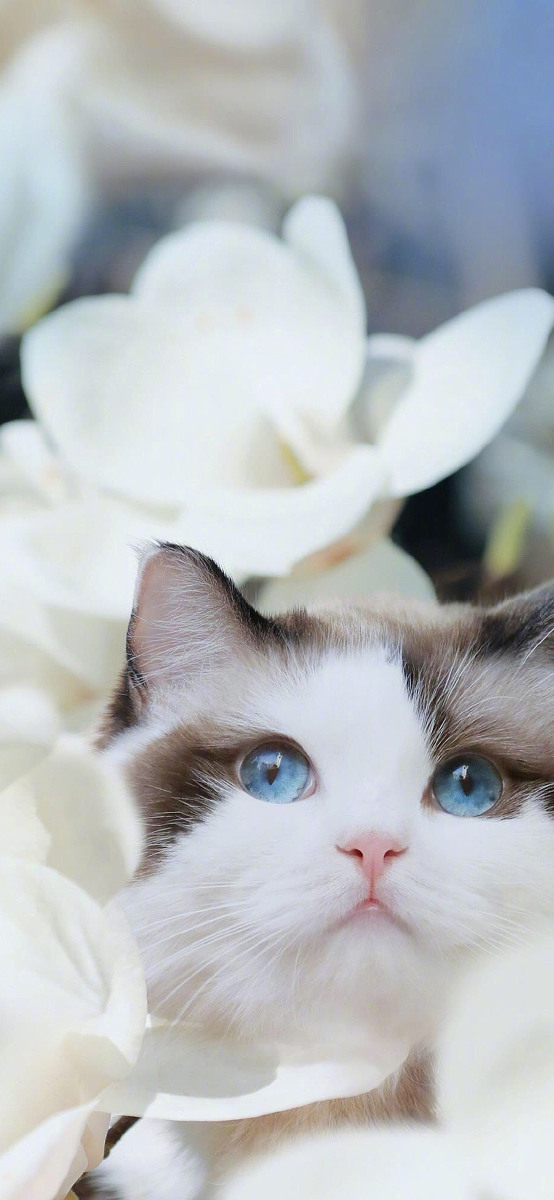 [2436×1125]猫咪 宠物 瞳孔 唯美 苹果手机壁纸图片