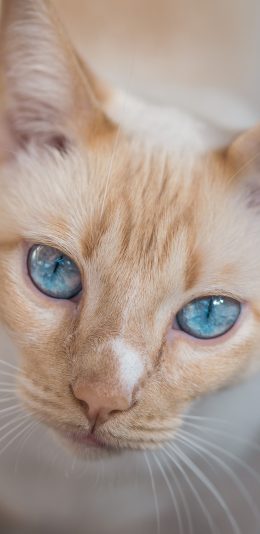 [2436x1125]猫咪 宠物 瞳孔 眼睛 苹果手机壁纸图片
