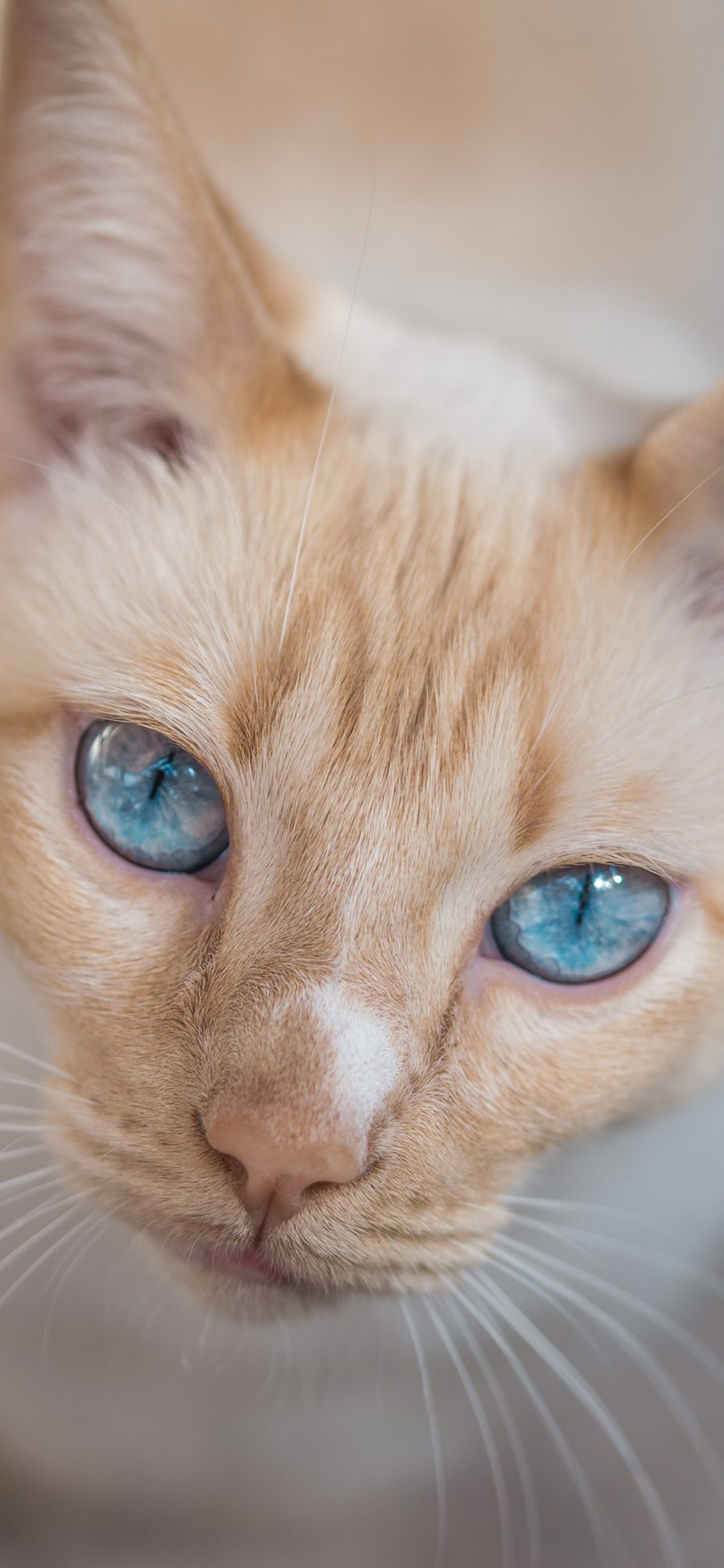[2436×1125]猫咪 宠物 瞳孔 眼睛 苹果手机壁纸图片