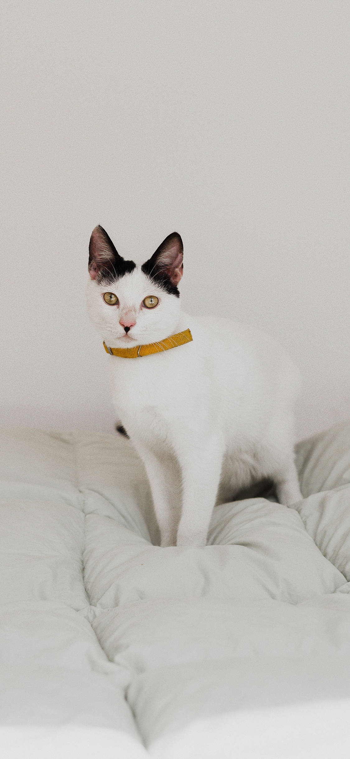 [2436×1125]猫咪 宠物 简约 白猫 苹果手机壁纸图片