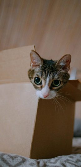 [2436x1125]猫咪 宠物 纸盒 纸箱 苹果手机壁纸图片