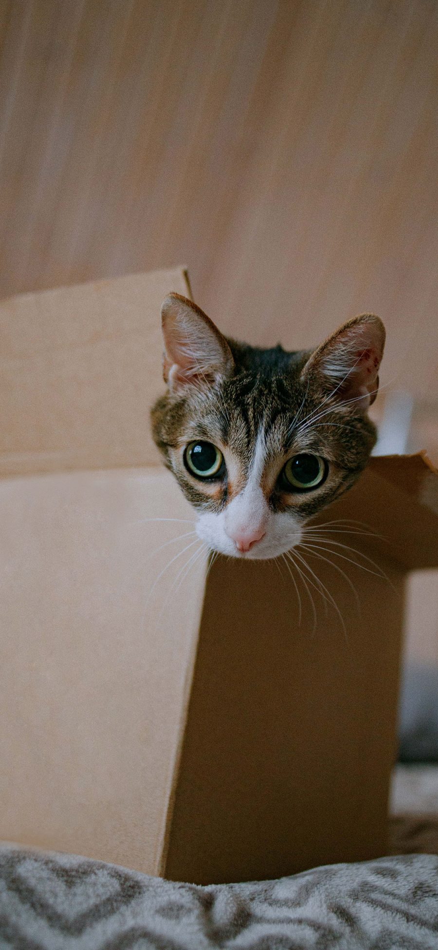 [2436×1125]猫咪 宠物 纸盒 纸箱 苹果手机壁纸图片