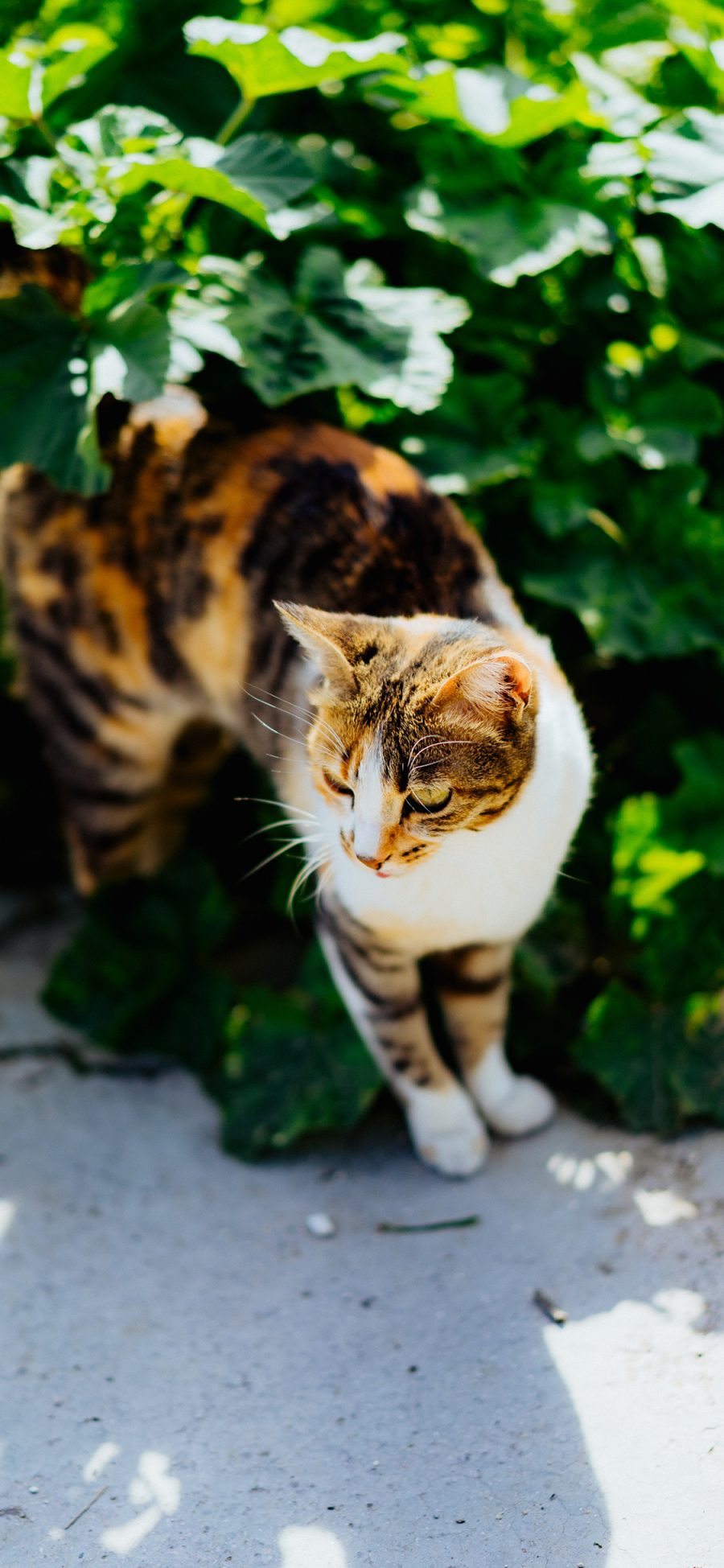 [2436×1125]猫咪 宠物 绿植 阳光 苹果手机壁纸图片