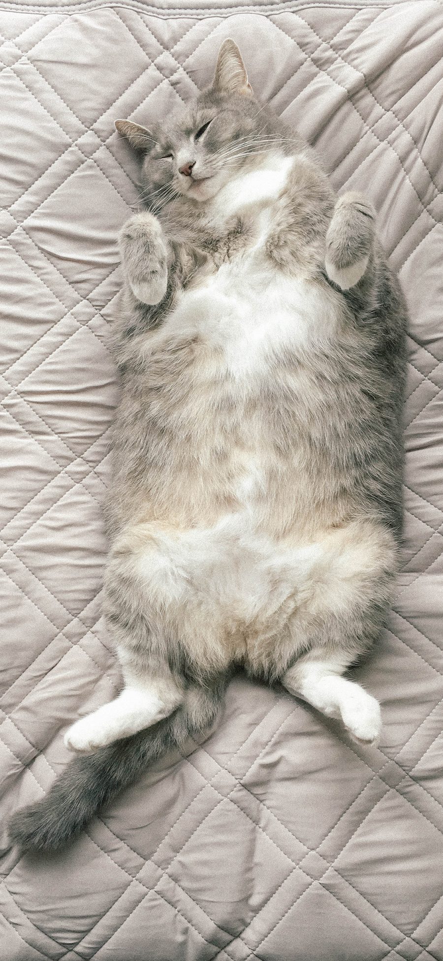 [2436×1125]猫咪 宠物 肥胖 皮毛 苹果手机壁纸图片