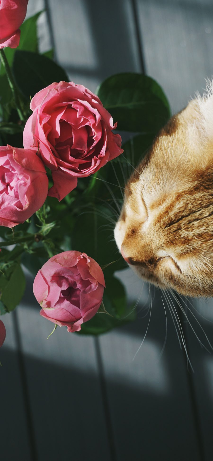 [2436×1125]猫咪 宠物 花束 鲜花 苹果手机壁纸图片