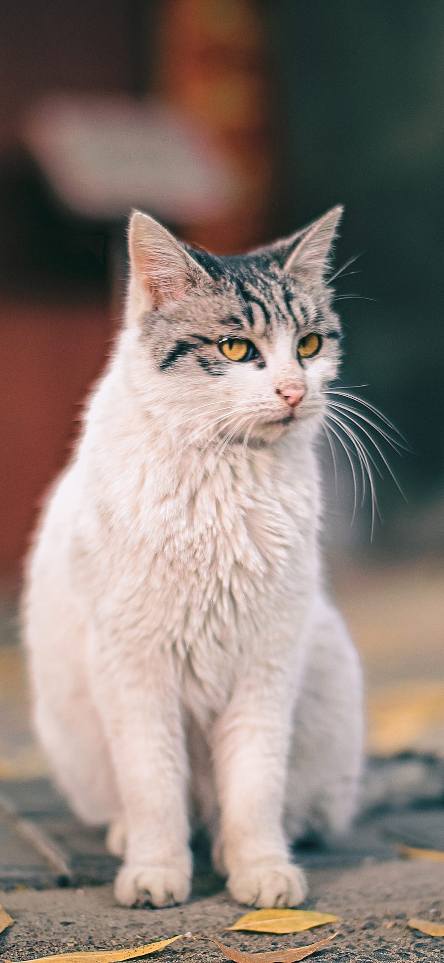 [2436×1125]猫咪 宠物 花猫 树叶 落叶 苹果手机壁纸图片