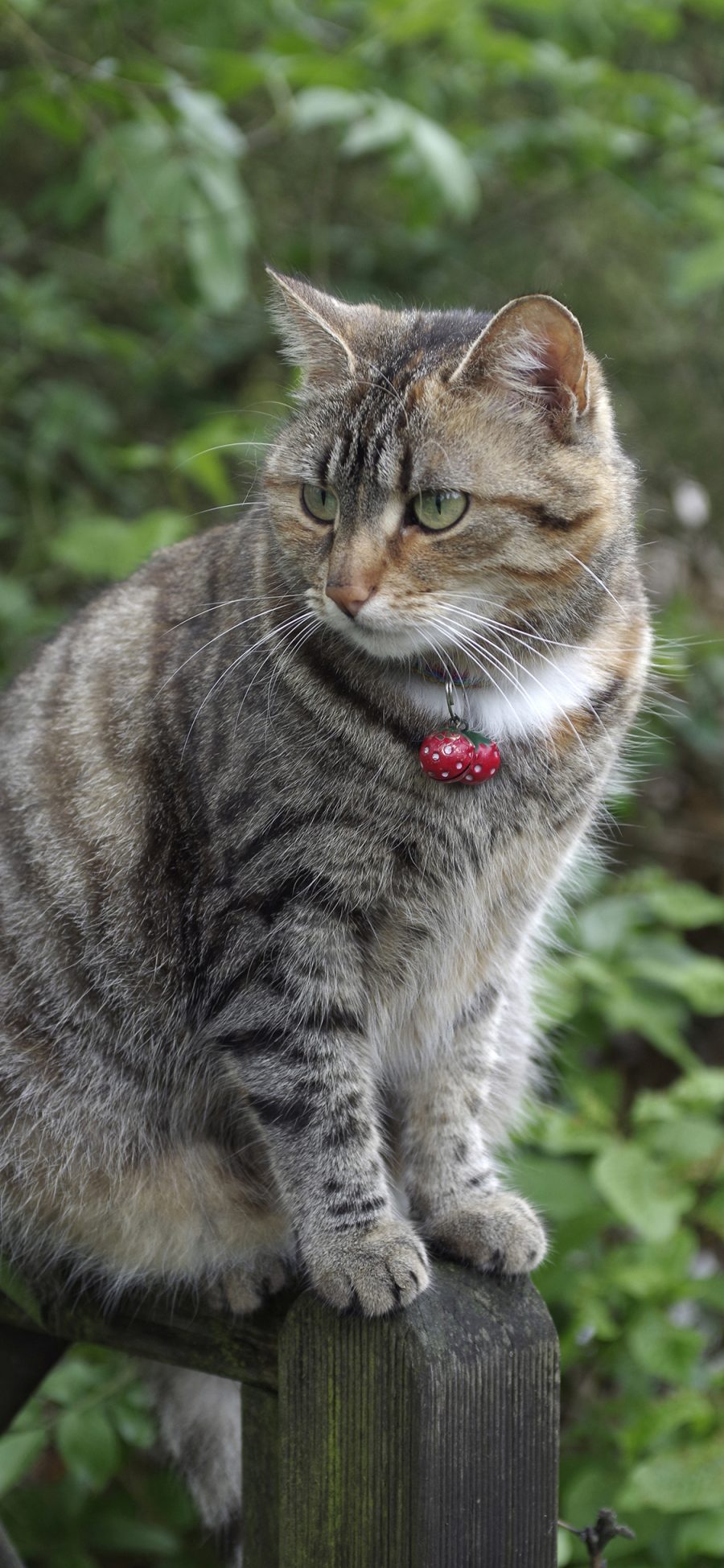 [2436×1125]猫咪 宠物 花猫 皮毛 项圈 铃铛 苹果手机壁纸图片