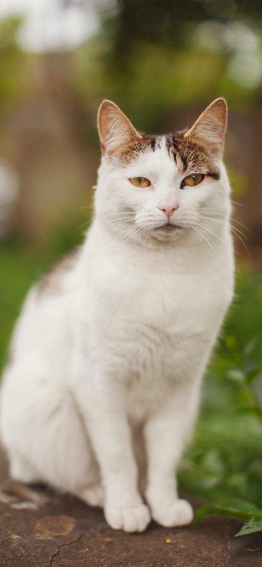 [2436×1125]猫咪 宠物 花猫 眼神 苹果手机壁纸图片