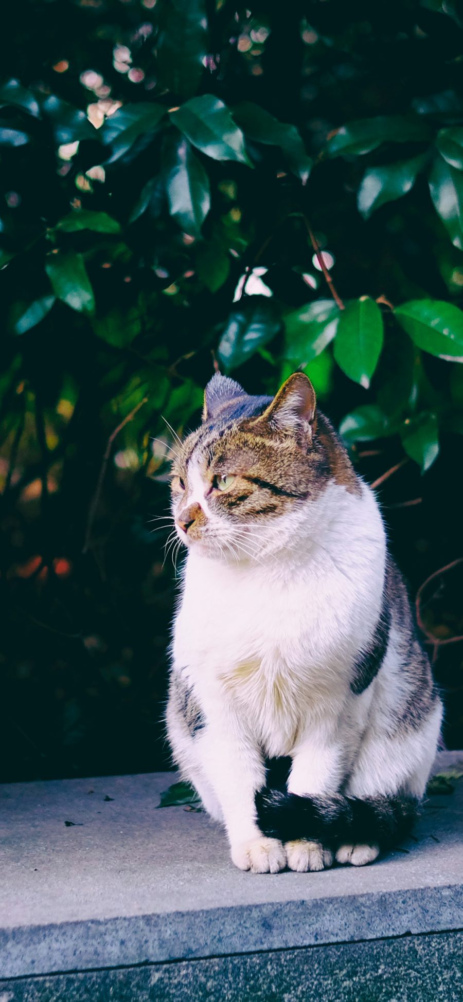 [2436×1125]猫咪 宠物 花猫 肥猫 苹果手机壁纸图片